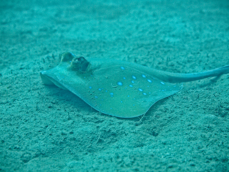 Blue spotted fan tail ray, LST